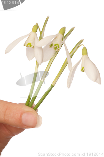 Image of snowdrops