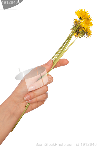 Image of yellow dandelions