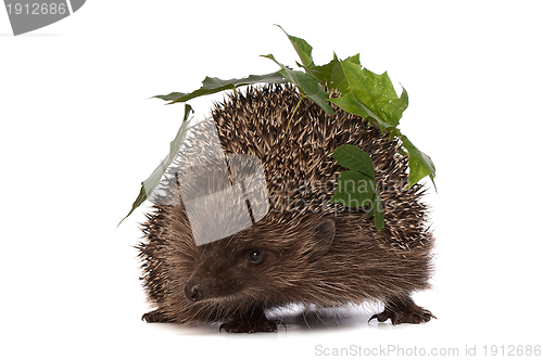 Image of hedgehog with green leafs