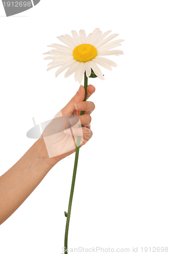 Image of big white daisy