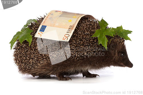 Image of hedgehog with euro profit