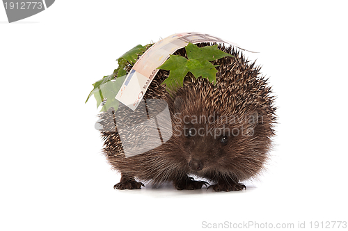 Image of hedgehog with euro profit