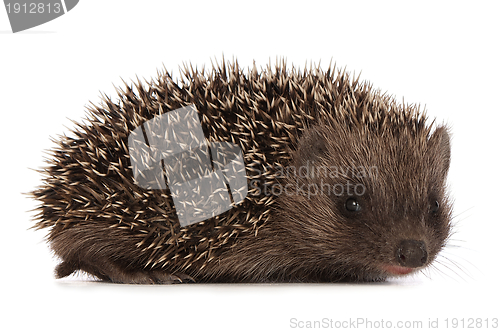 Image of hedgehog