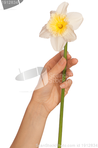 Image of white narcissus