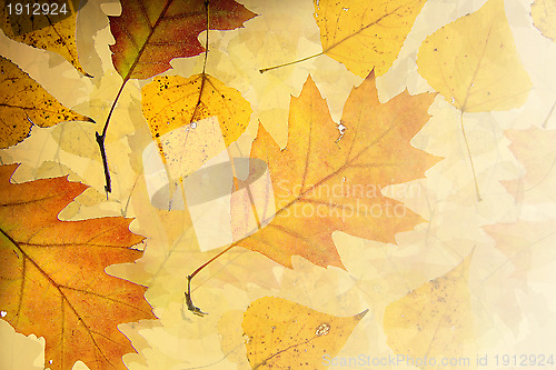 Image of Autumn leaves background