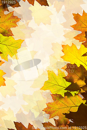 Image of Autumn leaves background