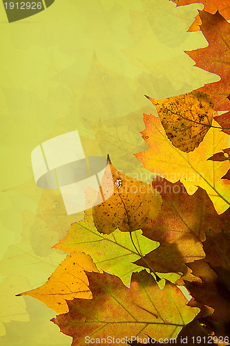 Image of Autumn leaves background