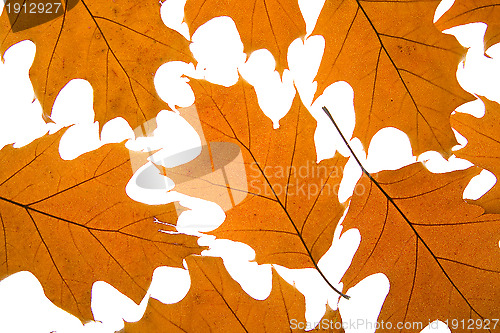 Image of Autumn leaves background