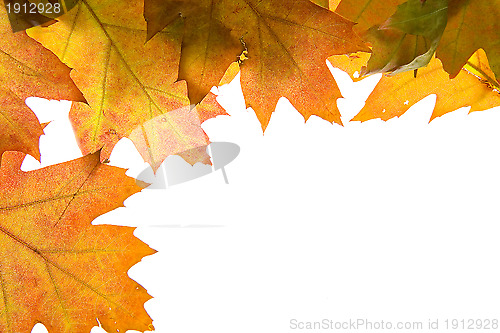 Image of Autumn leaves background