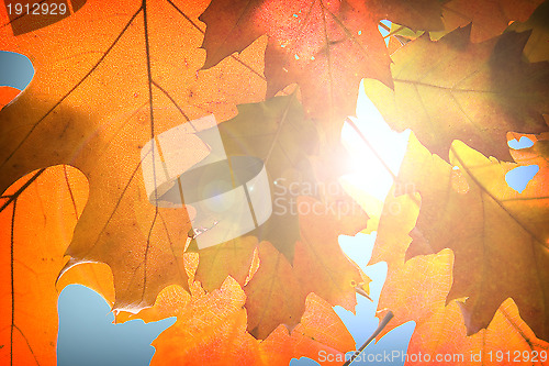 Image of Autumn leaves background