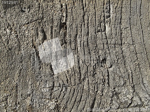 Image of Very old weathered wood texture