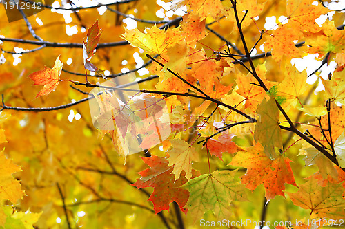 Image of Beautiful autumn maple tree 