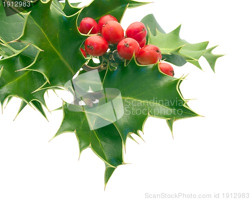 Image of Holly