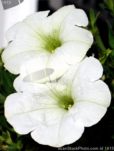 Image of Twin white flowers