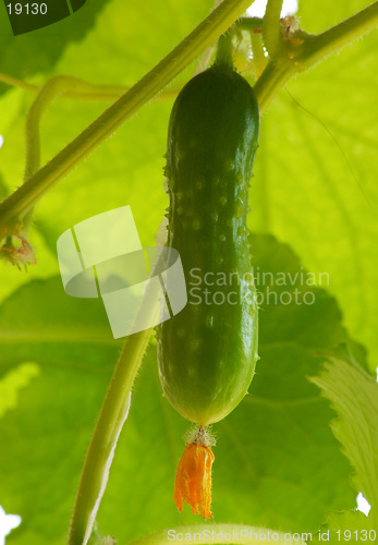 Image of Cucumber