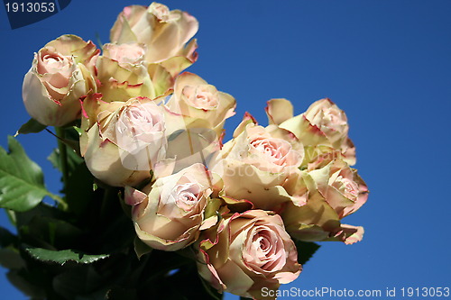 Image of Roses