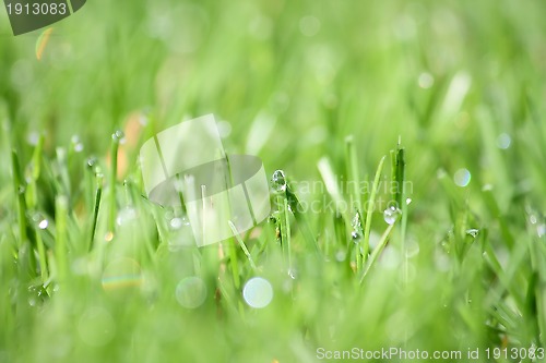 Image of Green vibrant grass