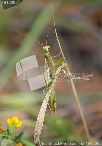 Image of Mantis on the leaf