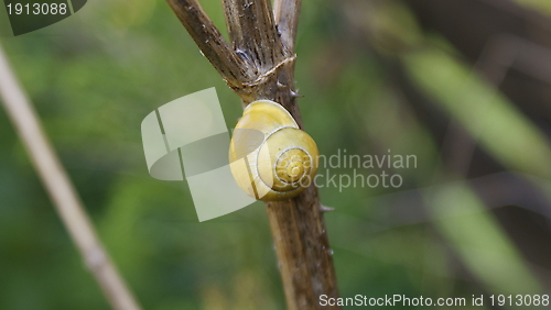 Image of Schnecke