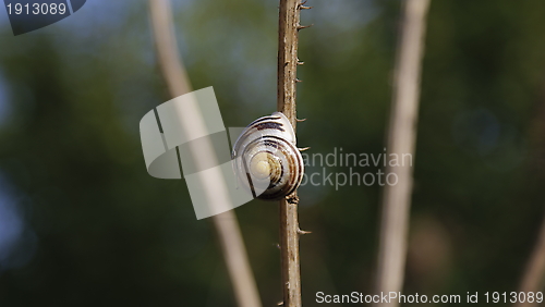 Image of Schnecke