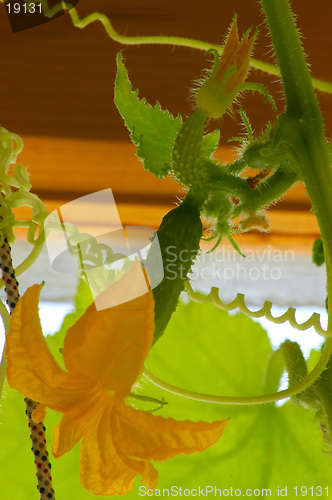 Image of Flowering cucumber