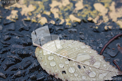 Image of Fallen tree leaf covered with raindrops