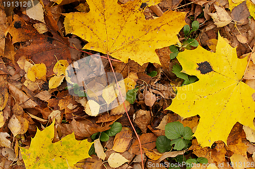 Image of Autumn Leafs Background