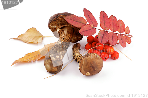 Image of Brown Cap Boletus, Leafs and Cranberry