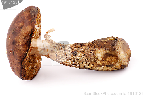 Image of Brown Cap Boletus