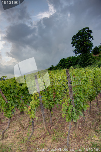 Image of Alsace landscape and vinewyard