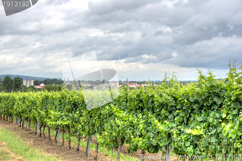 Image of Alsace landscape and vinewyard