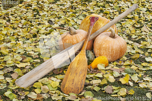 Image of old paddles and pumpkin