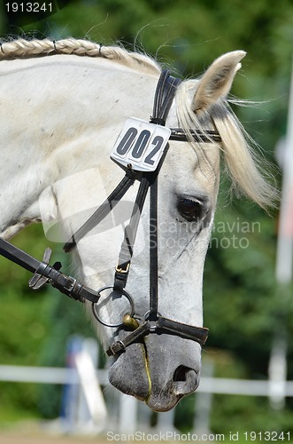 Image of Beautiful Arab horse