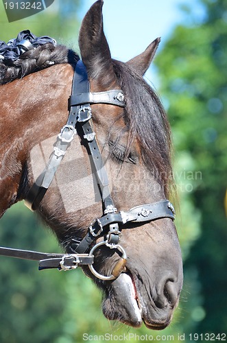 Image of Head portrait of a beautiful powerful horse