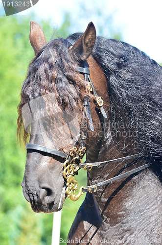 Image of Beautiful powerful draft horse