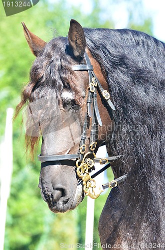 Image of Beautiful powerful dun coloured draft horse