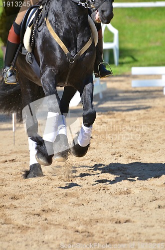 Image of Horse performing dressage manouevres