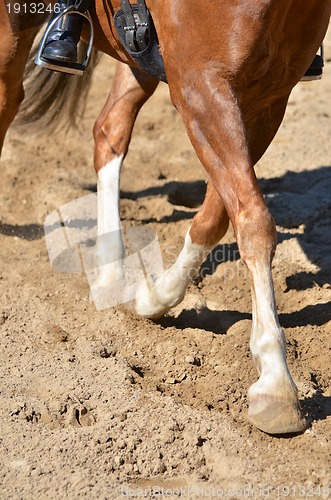 Image of Legs of a horse doing dressage