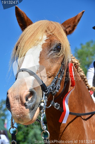 Image of Chestnut horse with a winners rosette