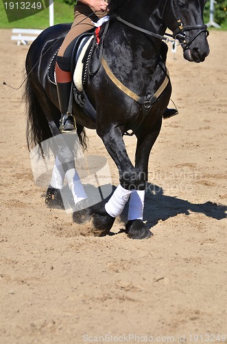 Image of Horse wearing leg bandages