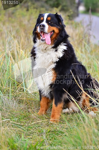 Image of Bernese Mountain Dog