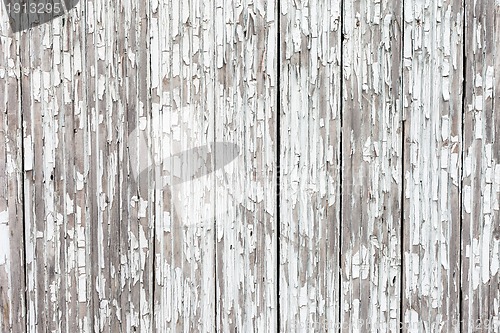 Image of grungy white background of natural wood