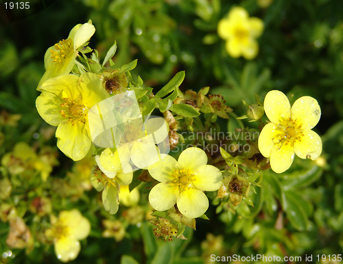 Image of Summer flowers