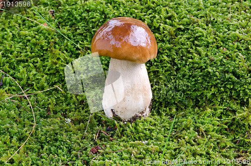 Image of porcino penny bun boletus edulis cep mushroom 