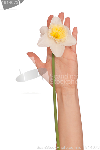 Image of white narcissus