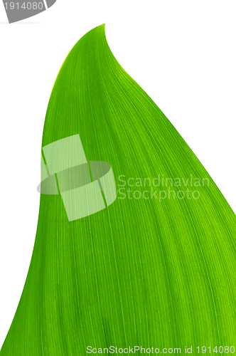 Image of green leaf