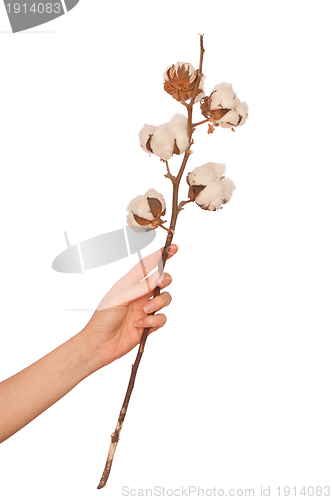 Image of Cotton branch