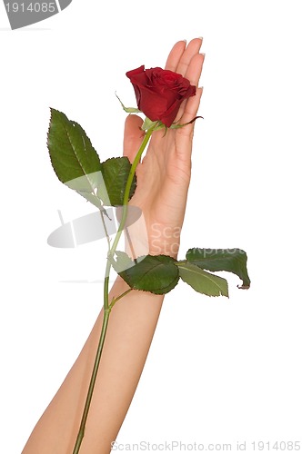 Image of red rose