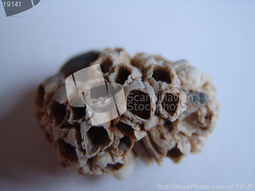 Image of CLUSTER OF BARNACLES