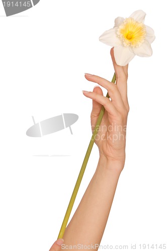 Image of white narcissus